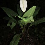 Spathiphyllum wendlandii Folio