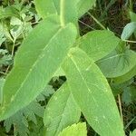 Hieracium prenanthoides Lehti