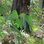 Eucalyptus sieberi Foglia