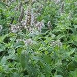 Mentha longifolia Flower