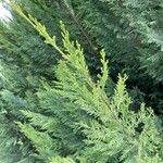 Cupressus cashmeriana Φύλλο