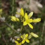 Biscutella laevigataFlower