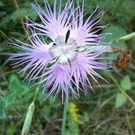 Dianthus hyssopifoliusKvet