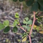 Coronilla valentina Лист