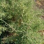 Artemisia herba-alba 葉