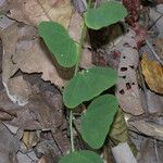 Passiflora biflora Leaf