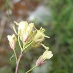 Erucastrum gallicum 花