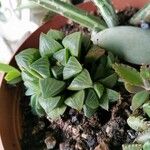 Haworthia mutica Hoja