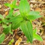 Houstonia purpurea Liść