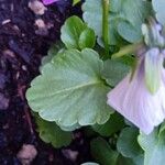 Viola × williamsii Leaf