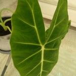 Alocasia micholitziana Leaf