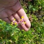 Corydalis sempervirens Blüte