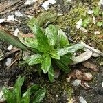 Epilobium tetragonum Лист