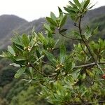 Laurus novocanariensis Лист