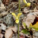 Eulophia orthoplectra Blüte