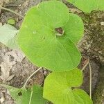 Asarum canadense Liść