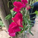 Lathyrus odoratus ফুল