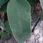 Phlomis fruticosa Leaf