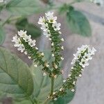 Heliotropium europaeum Flower