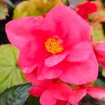 Begonia grandis Kwiat