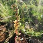 Crotalaria brevidens 花