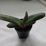 Gasteria excelsa Hostoa