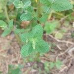 Mentha suaveolensBlad