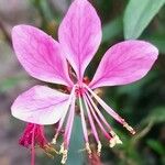 Gaura lindheimeri Flower