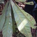Pouteria flavilatex List