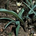 Tulipa turkestanica Hábito