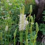 Sanguisorba canadensis Flower