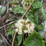 Petasites albusBlomst