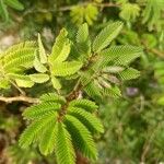 Calliandra eriophylla Lapas