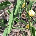 Sida spinosa Φύλλο