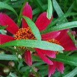 Coreopsis tinctoria Kwiat
