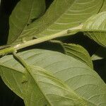 Cestrum reflexum Leaf