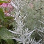 Artemisia ludoviciana Leaf