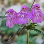 Galeopsis angustifolia Flor