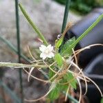 Epilobium roseum Virág