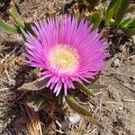 Carpobrotus acinaciformis 花