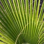 Washingtonia filifera برگ