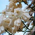 Hesperoyucca whipplei 花