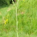 Linum austriacum आदत