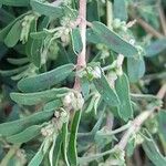 Euphorbia maculata Blad