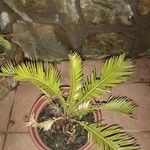 Cycas revoluta Folio