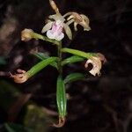 Eulophia maculata
