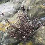 Calluna vulgaris Flower