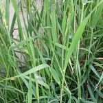 Hordeum murinum Feuille