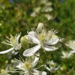 Clematis flammulaFlower