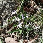 Viola lactea Flower